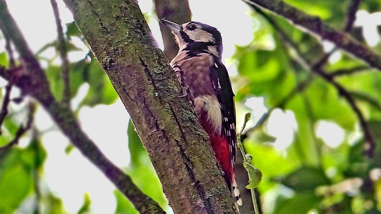 Great Spotted Woodpeckers Drumming - Bird Sounds & Behaviour Explained