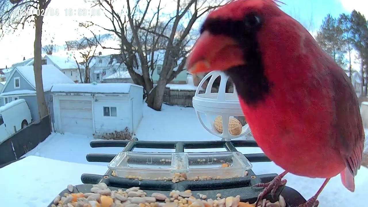 Hello Cardinal 👋🏼 