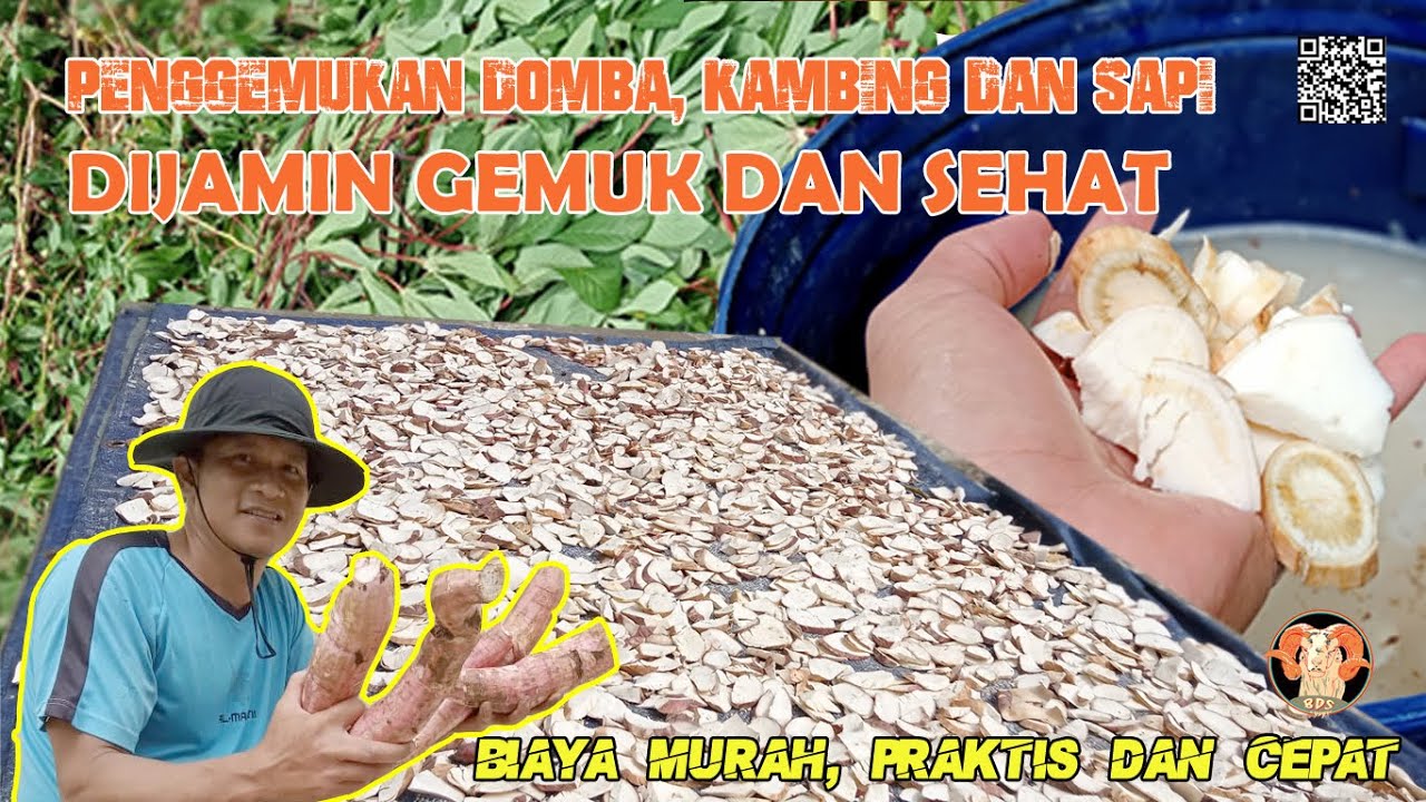 Mengolah Singkong Untuk Pakan Penggemukan Domba, Kambing dan Sapi