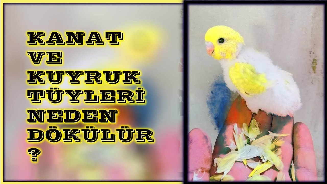 Muhabbet kuşu kanat kuyruk tüylerinin dökülmesi / tedavisi