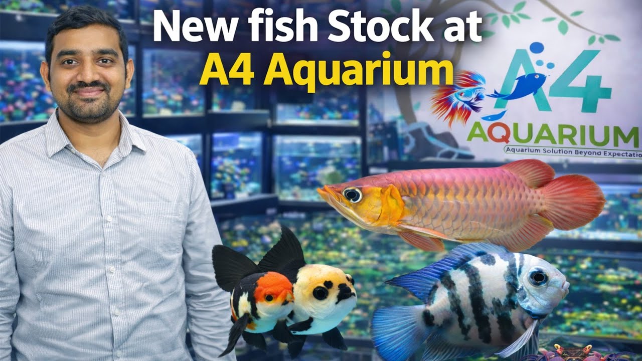 Fish Stock Update | A4 Aquarium Ahmedabad 🐟 #fishstock #a4aquarium #newfisharrival #aquarius