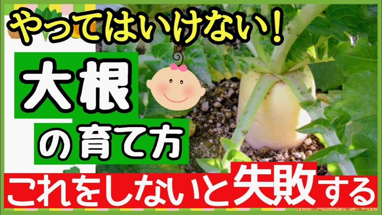 大根を何倍にもする最強の畑・プランター栽培！種まき〜収穫まで♪初心者・家庭菜園【大根の育て方】