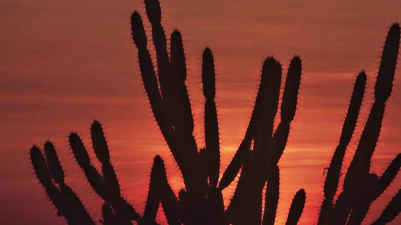 SOM DA CAATINGA À NOITE