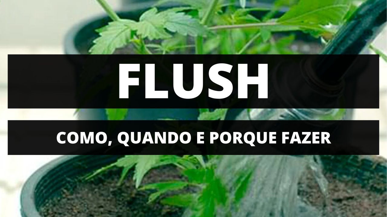 COMO, QUANDO E PORQUE FAZER O FLUSH? MELHORAR O SABOR DA SUA FLOR - CULTIVO INDOOR
