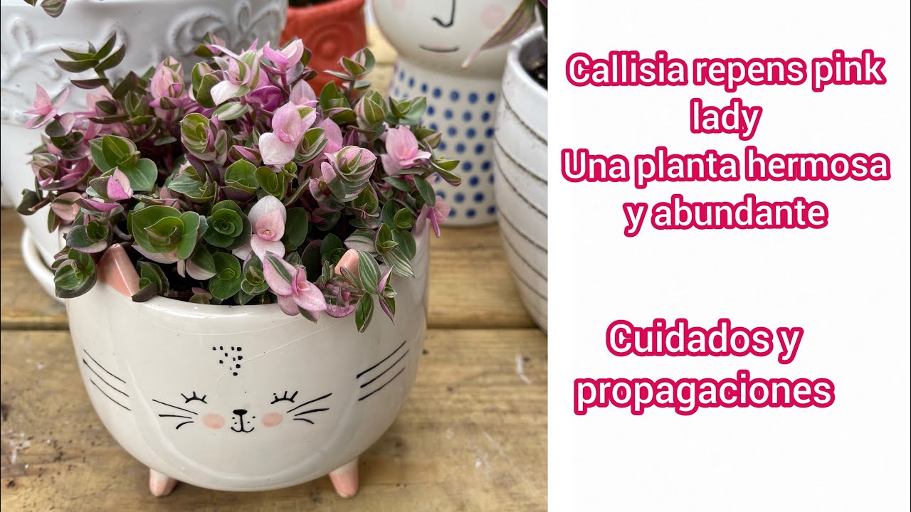 Calissia repens variegada (Pink lady) Una planta muy abundante