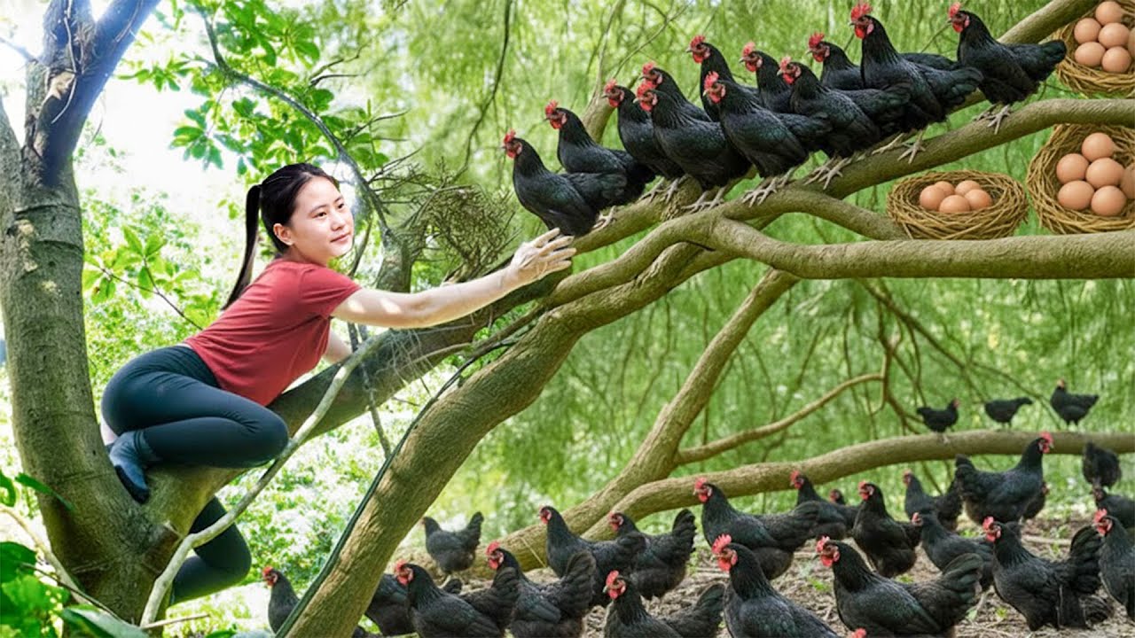Harvesting Many Giant Black Jungle Chickens & Goes to Market Sell – Living in the Flood Season
