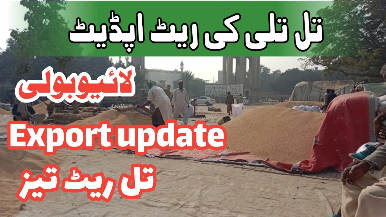Sesame Seed Rate Update 2026 | Sesame Export News | Today&rsquo;s Sesame Crop Price in Pakistan
