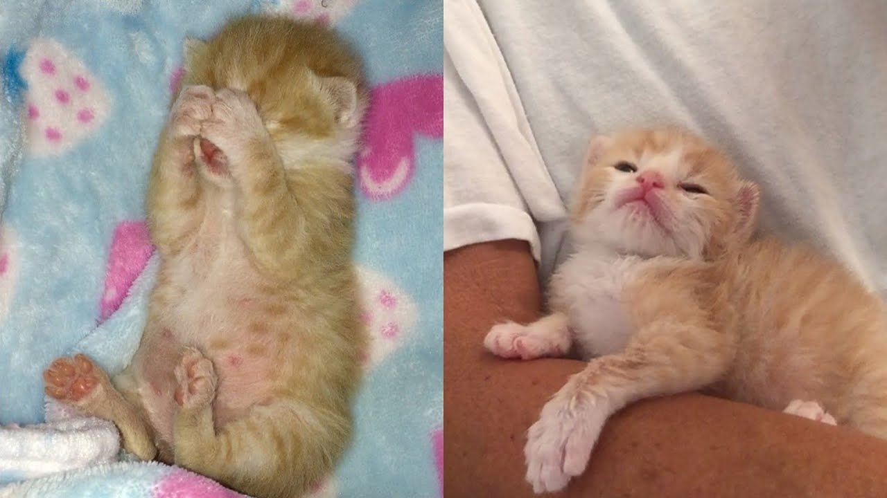 Rescue Little But Fierce Kitten Transform To Super Cute Cat