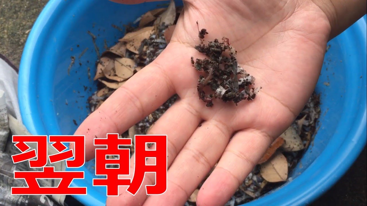 #2 釣り用ミミズの増やし方！～翌朝の様子～