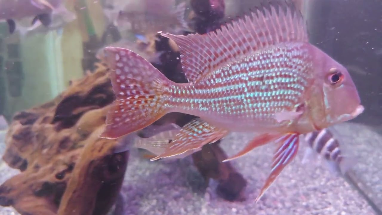 1150104水族箱Aquarium