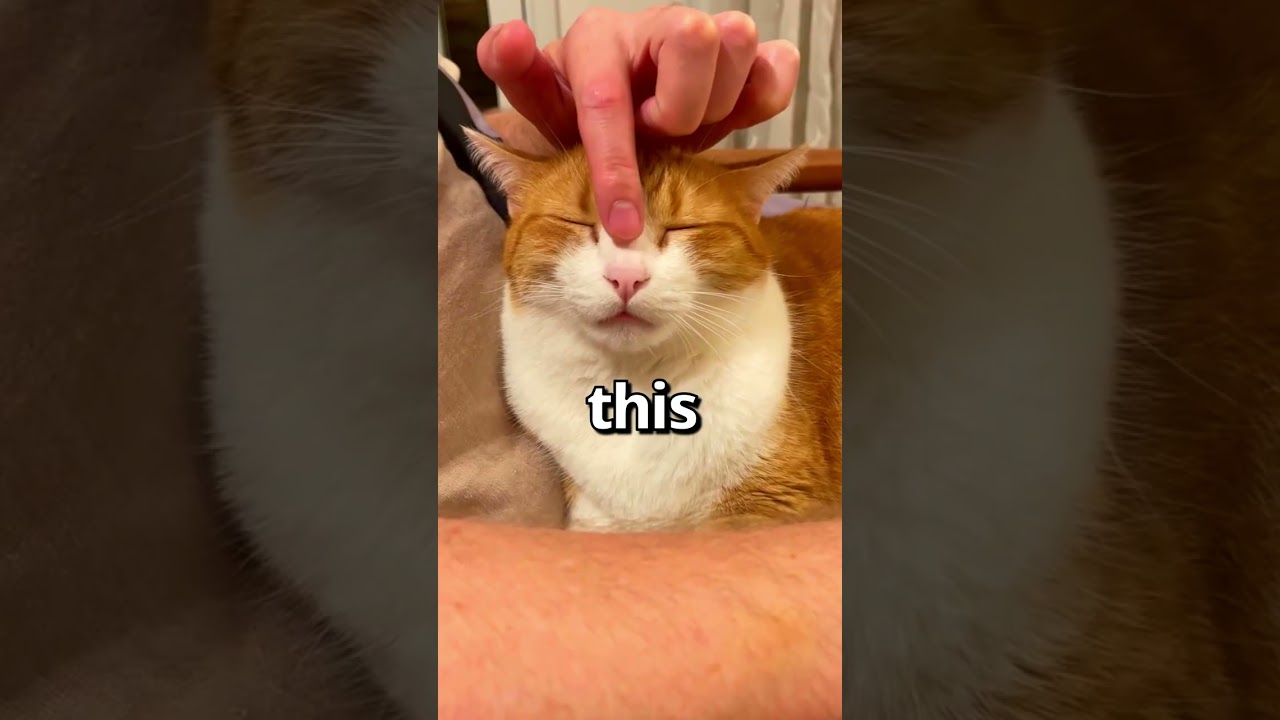 How WOULD YOU RATE this CATS Sleep 🤣 | Wholesome Animals