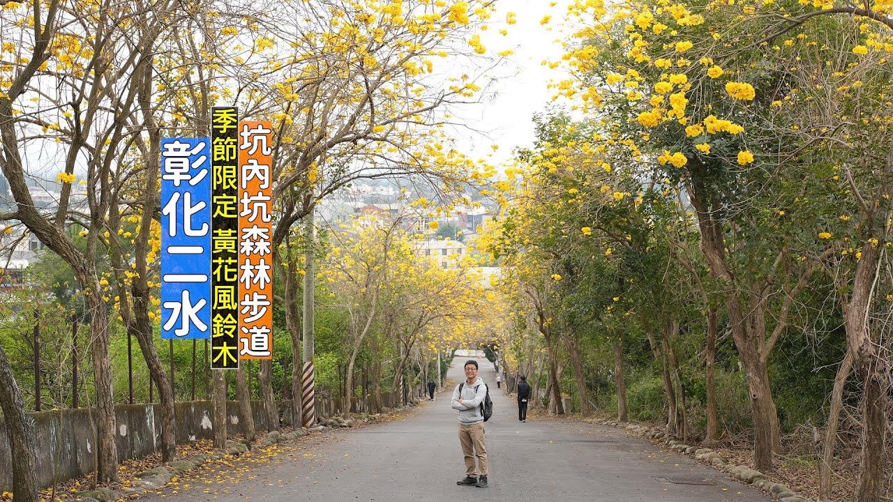 彰化二水坑內坑森林步道 春季限定美景黃花風鈴木，賞花踏青一路走到南投松柏嶺受天宮