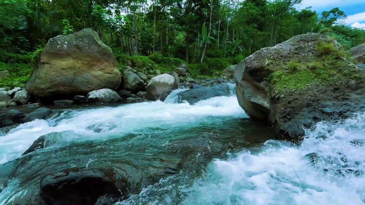 Gentle River Water and Forest Birds – Calming Nature Ambience