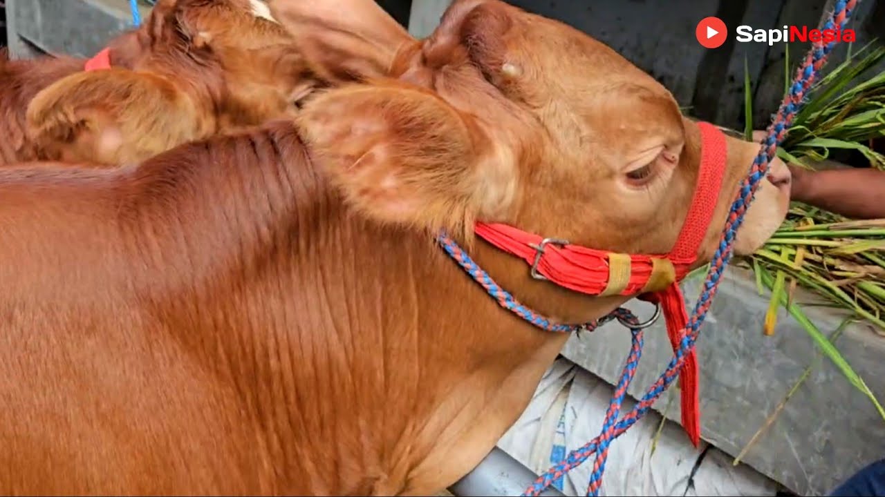 Pusat Grosir Terbesar Di Grabag !! Pedet Jantan Kualitas Super Kandang Riza Andi Farm !!