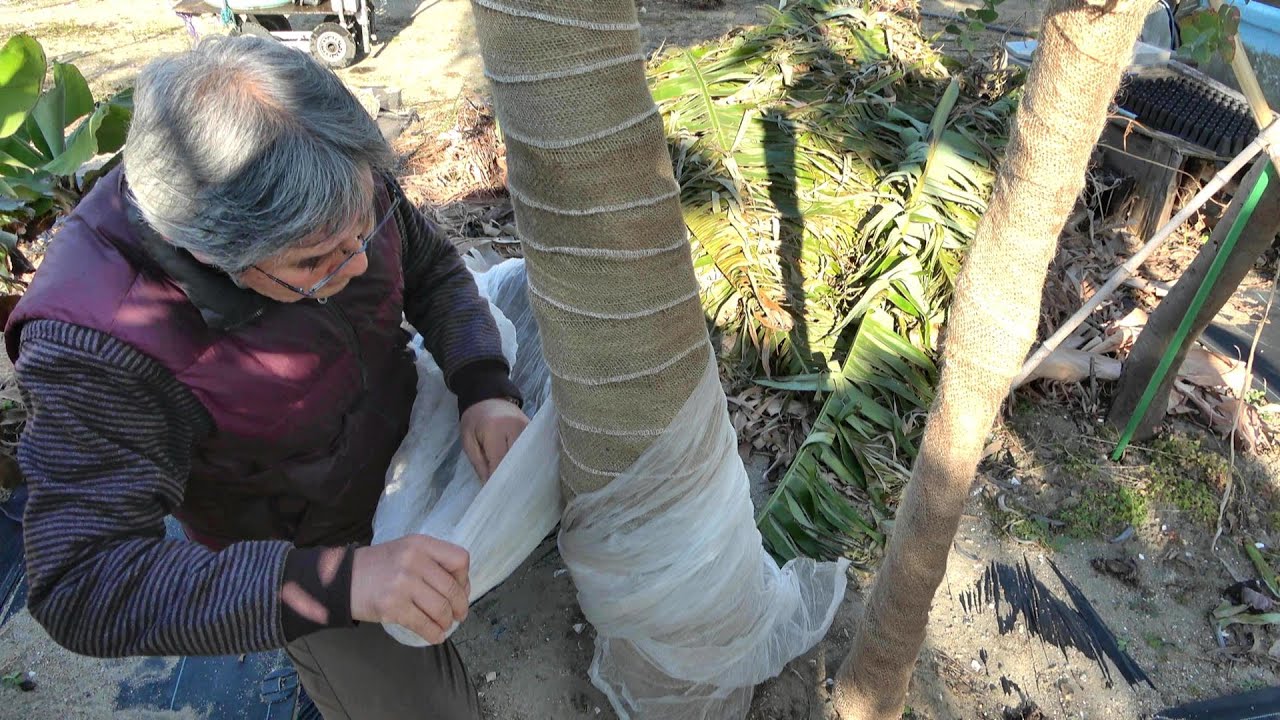 愛知県でバナナに挑戦！　地植えアイスクリームバナナ冬の越冬対策    Bananas in Japan to protect against cold weather