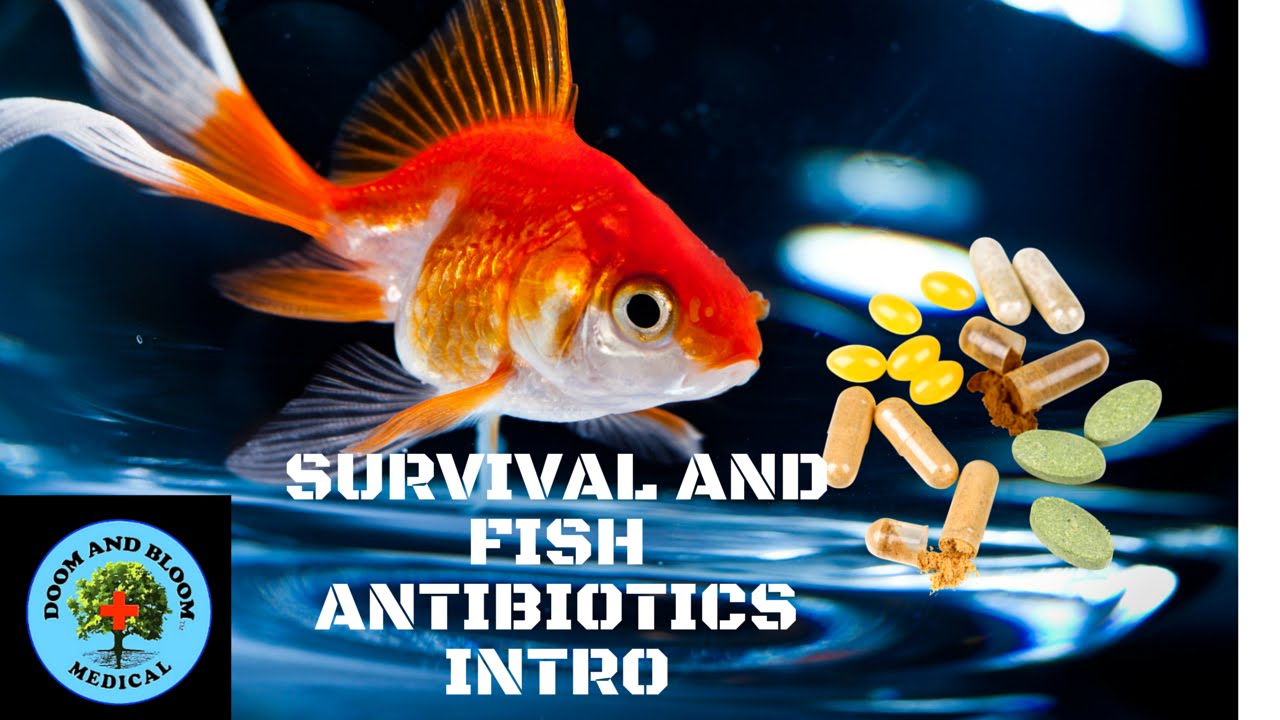 Intro To Survival and Fish Antibiotics