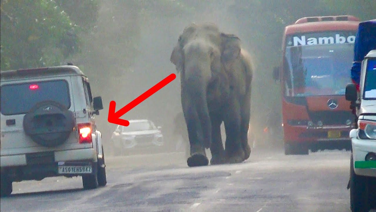 Wild Elephant Sprint on NH39! Numaligarh Doigrong Highway Panic &ndash; Must-See Assam Footage