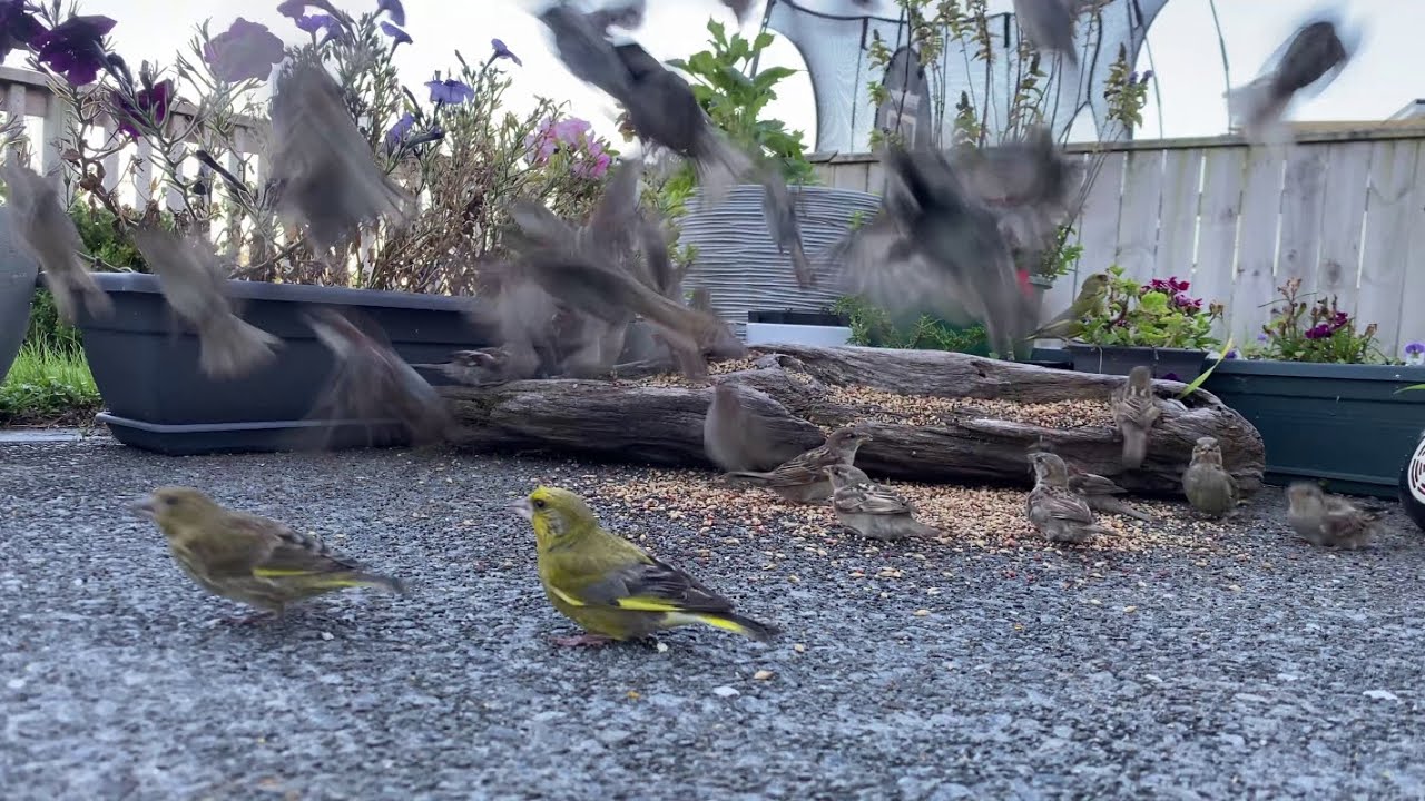 CATS TV birds 13