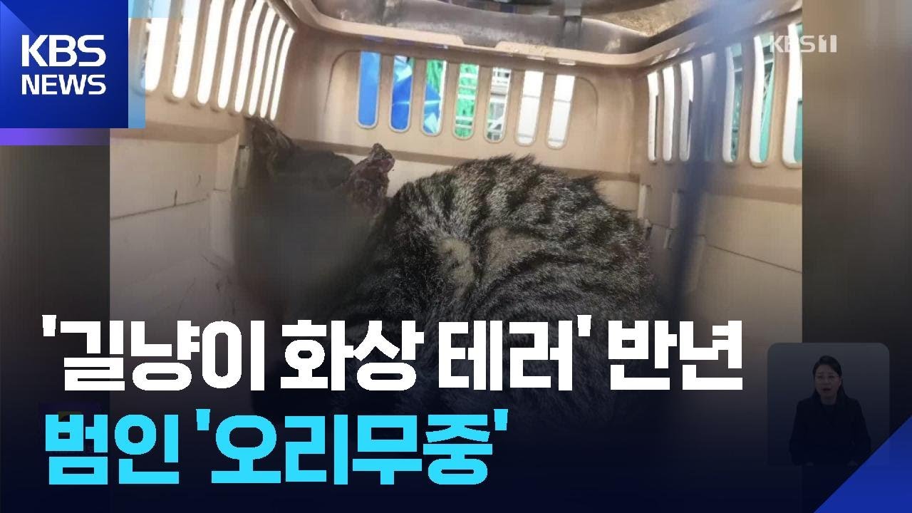 길고양이 얼굴 노려 ‘화상 테러’ 반년 째 / KBS  2026.02.26.