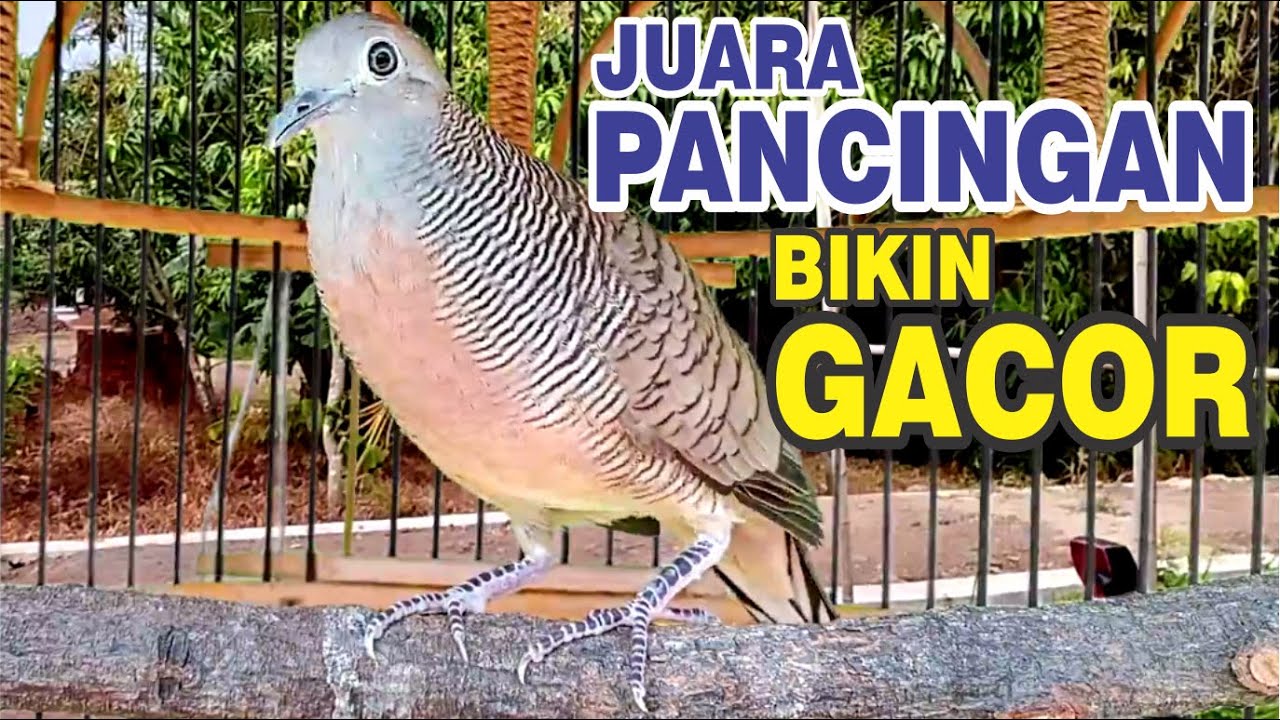 Perkutut Lokal Gacor - paling JAGO masteran mancing bunyi