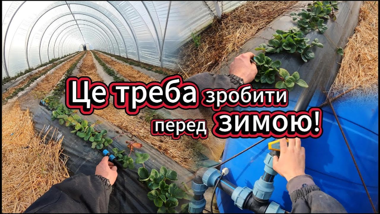 🍓Це ТРЕБА зробити перед ЗИМОЮ!❄️ Для гарного врожаю!