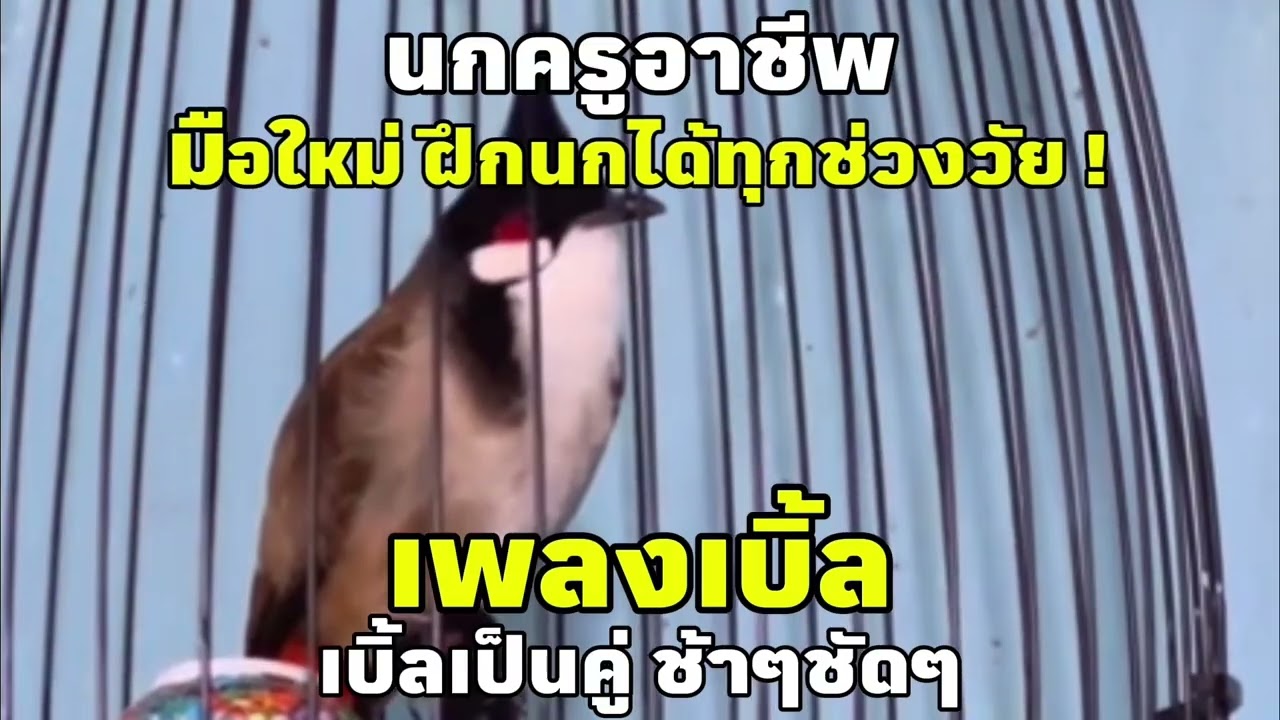 เสียงนกครู เพลงเบิ้ล เบิ้ลเป็นคู่ รัวๆชัดๆ มือใหม่ฝึกนกได้ทุกช่วงวัย #เสียงฝึกลูกนก #เสียงนกเบิ้ล
