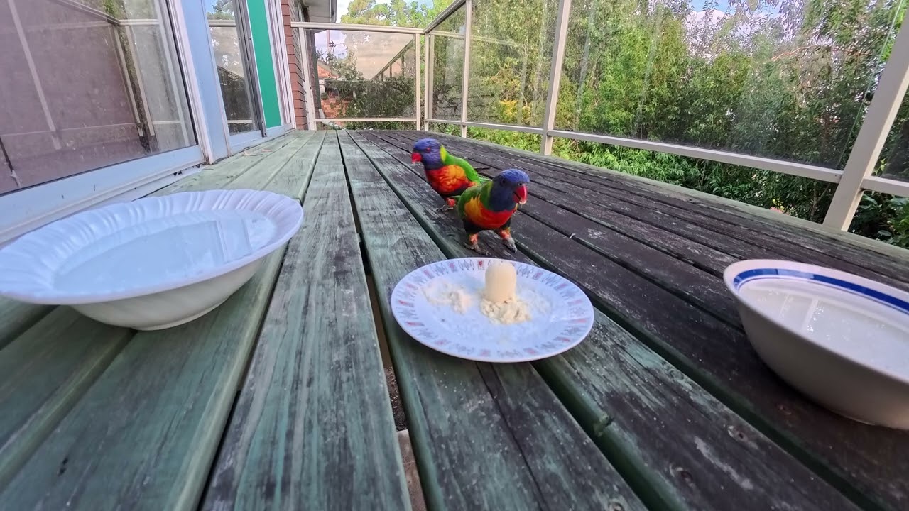Feeding the Lorikeets. Jack and Penny.