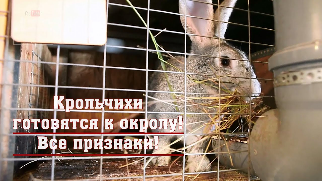 Окролы крольчих, осмотр маточника и клетки после окрола.