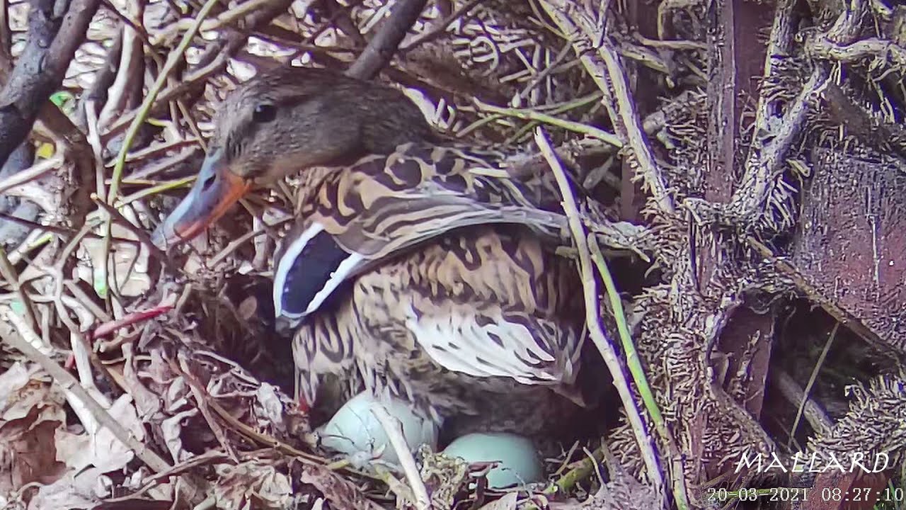 Mallard laying an egg
