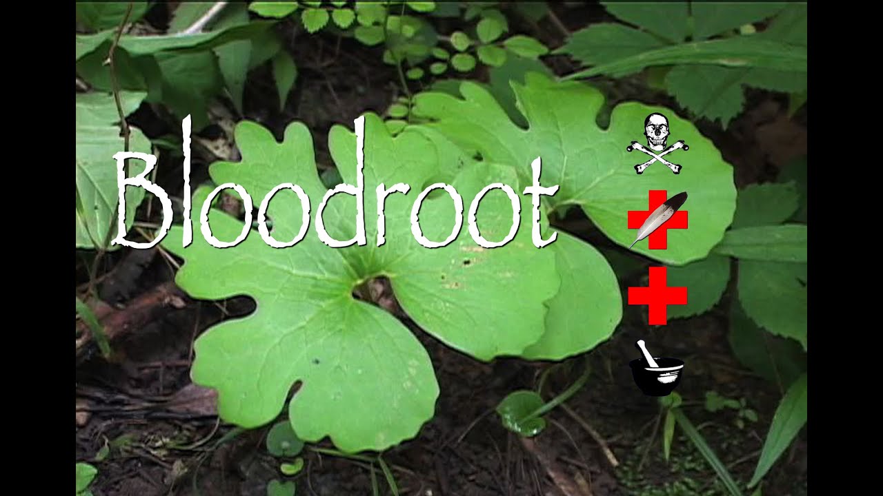 Bloodroot: Poison, Medicinal & Other Uses