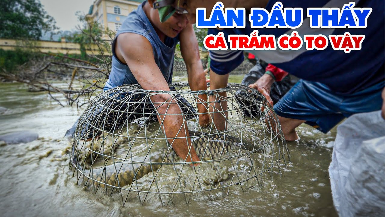 Cả Làng Ùn Ùn Kéo Đến Khi Tháo Ao Bắt Cá Sau Mấy Chục Năm – NHƯNG NHIỀU NGƯỜI KHÔNG TỚI LƯỢT.