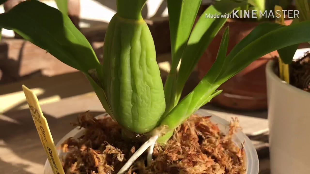 Orquídeas en sol directo  consejos y cuidados