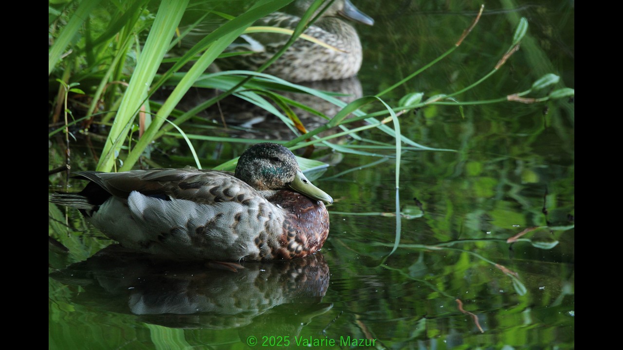 Birding Nescopeck State Park