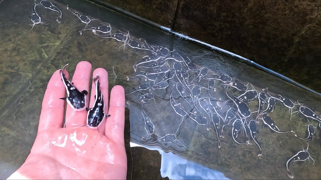 Que surpresa ao chegar em casa !! Novo lote de pirarara