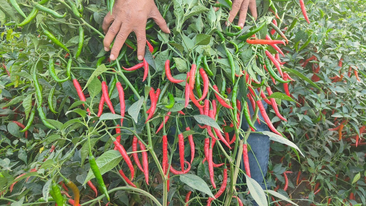 Hybrid Chilli Duel WS 3485 , Guntur Andhra Pradesh February 2026