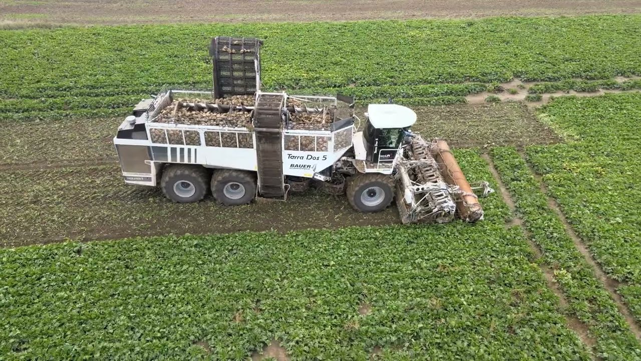 Zuckerrübenernte vor Bufleben mit dem Terra Dos 5 Rübenvollernter