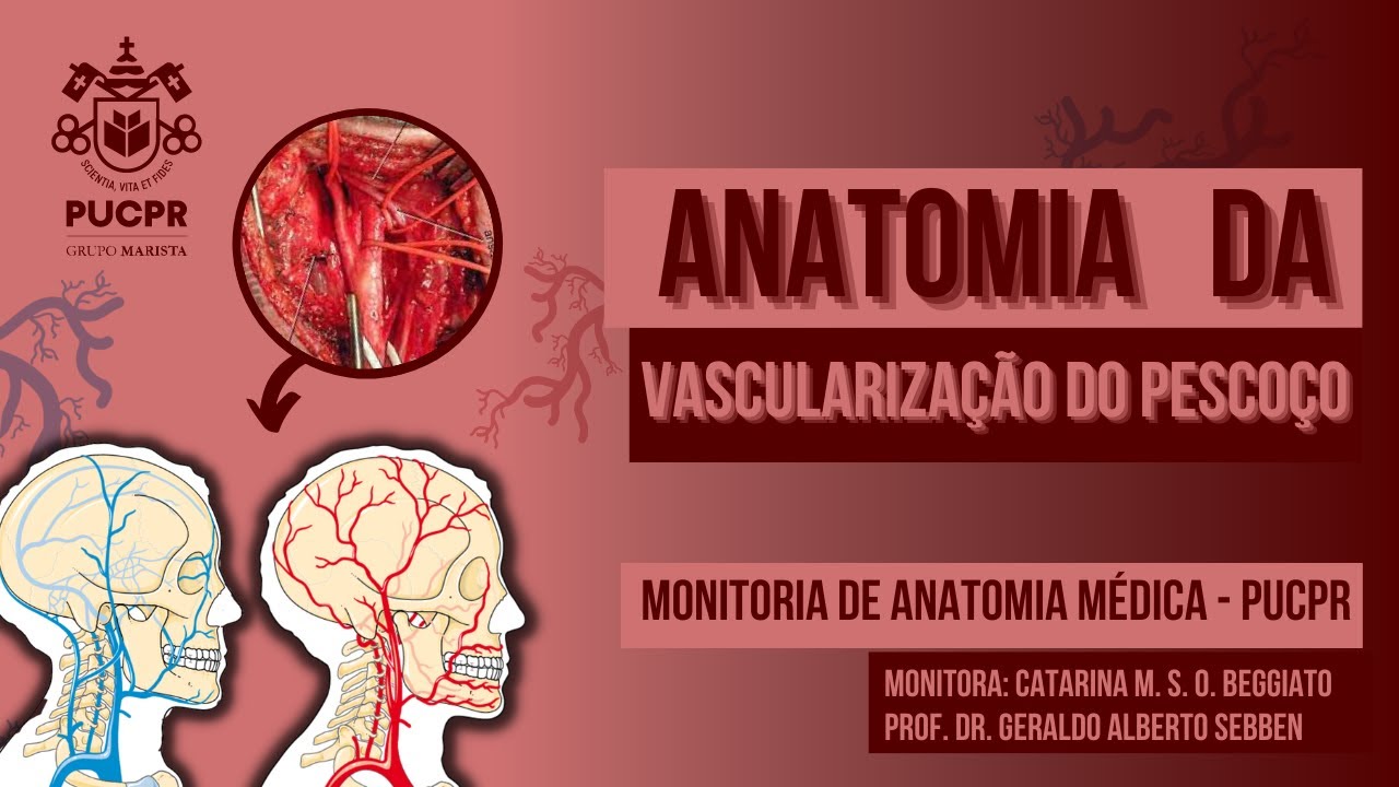Vascularização do Pescoço - Monitoria de Anatomia Médica II