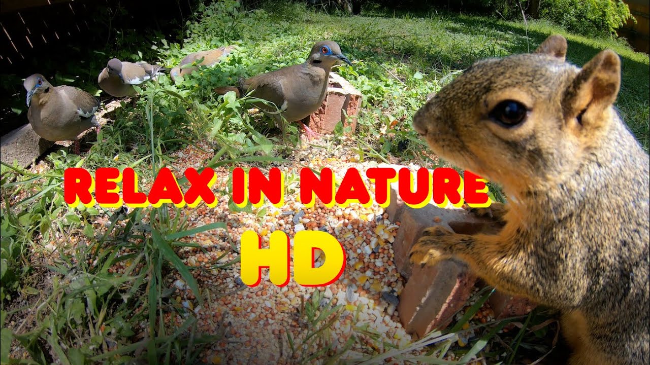 Beautiful Birds in Nature! - Bird TV - Bird Sounds - Pet Entertainment for your Furry Friends #catTV