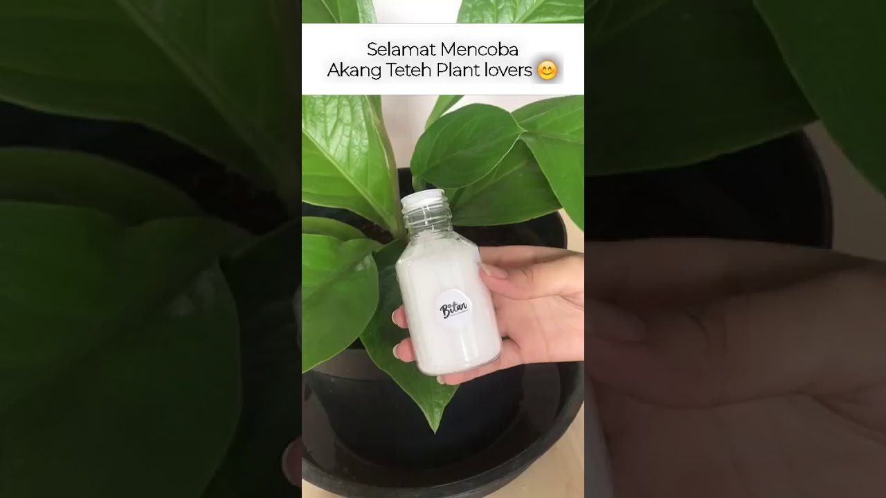 Cara Menggunakan Pupuk Urea untuk Daun Tanaman Lebih Hijau dan Lebat