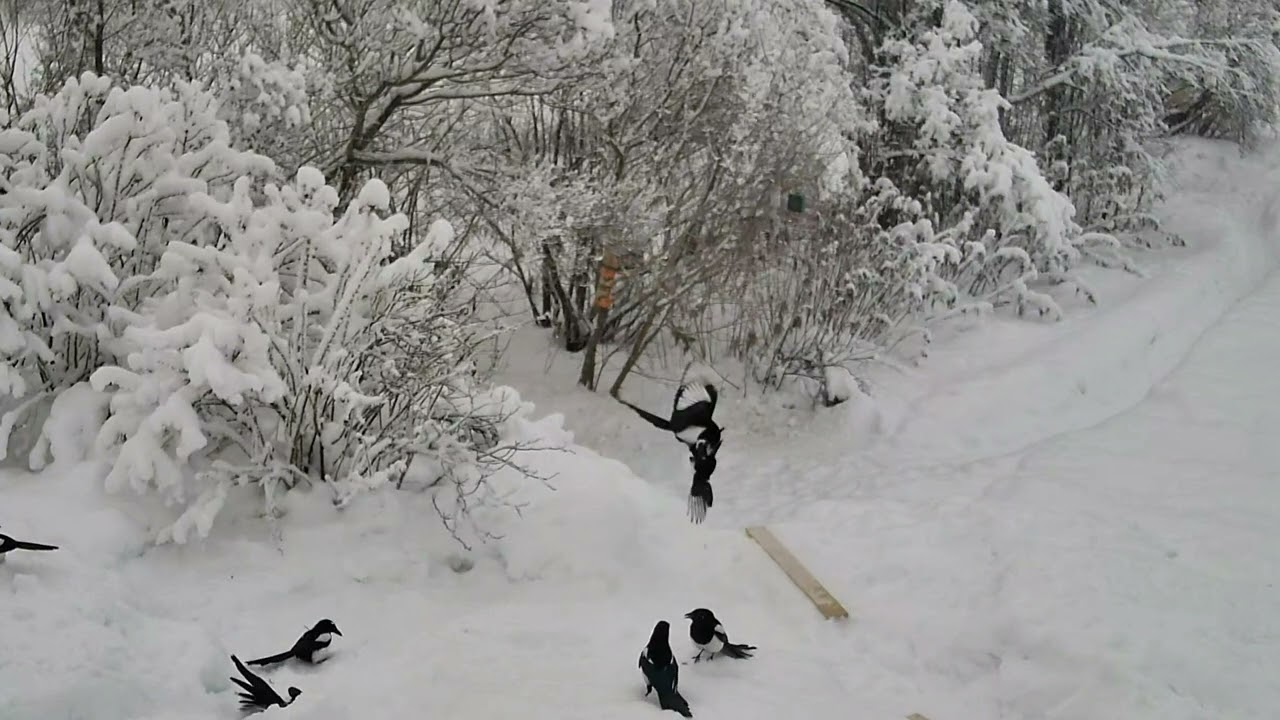2026-02-18 Garden: Magpie MMA: Brutal Leg-Grab & Flying Feathers! 🐦❄️
