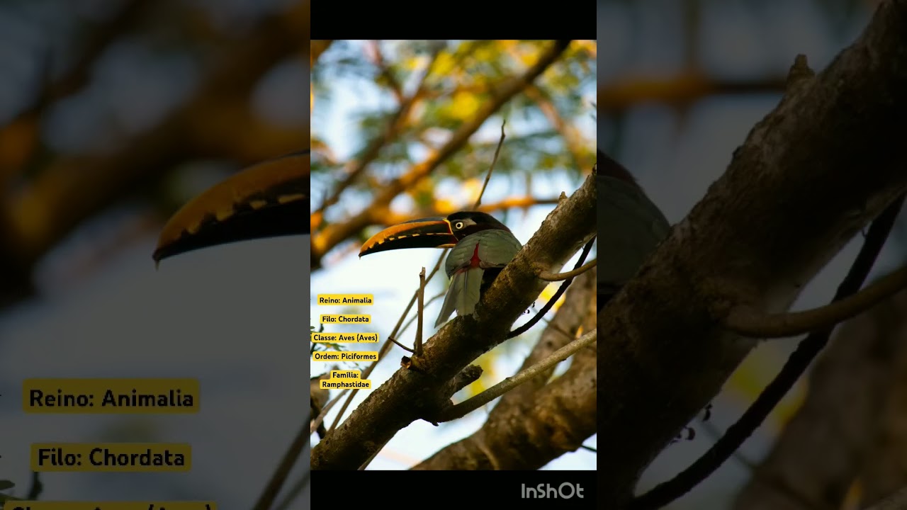 #aves #naturezacuriosa #birds #natureza  #curiosidades #animais #biologia