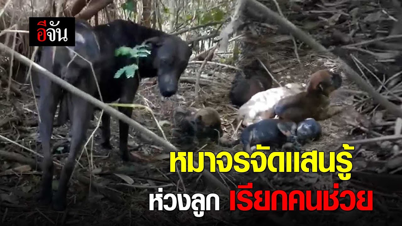 หมาจรจัดแสนรู้ ห่วงลูก เรียกคนช่วย | อีจัน EJAN
