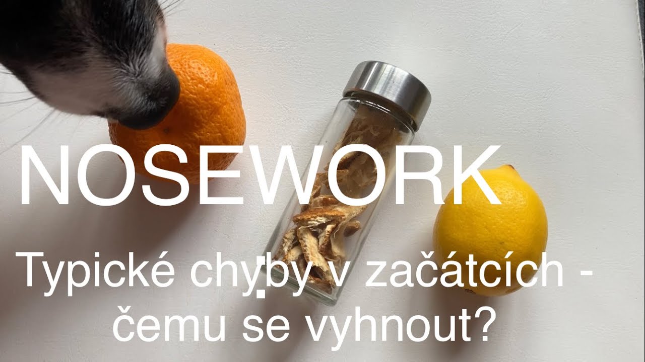 NOSEWORK: Chyby v trénincích