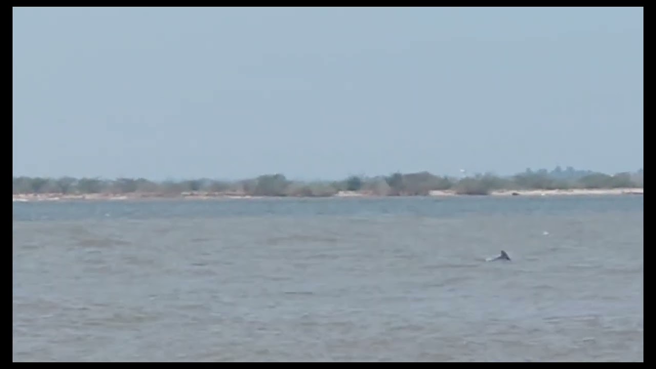 Dolphins swimming near the beach 