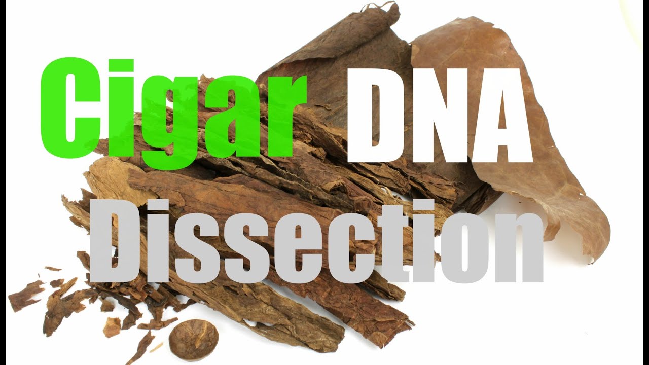 Cigar DNA: Dissection