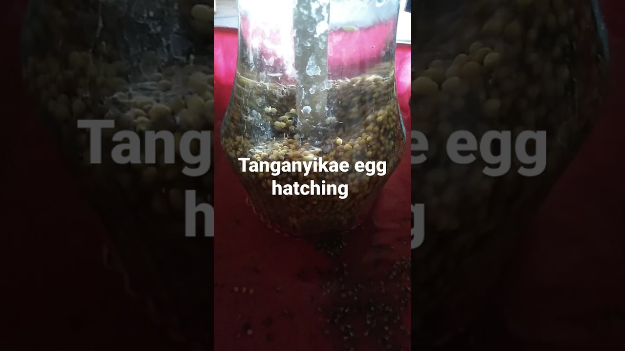 Tilapia Egg Hatching (Tanganyikae)