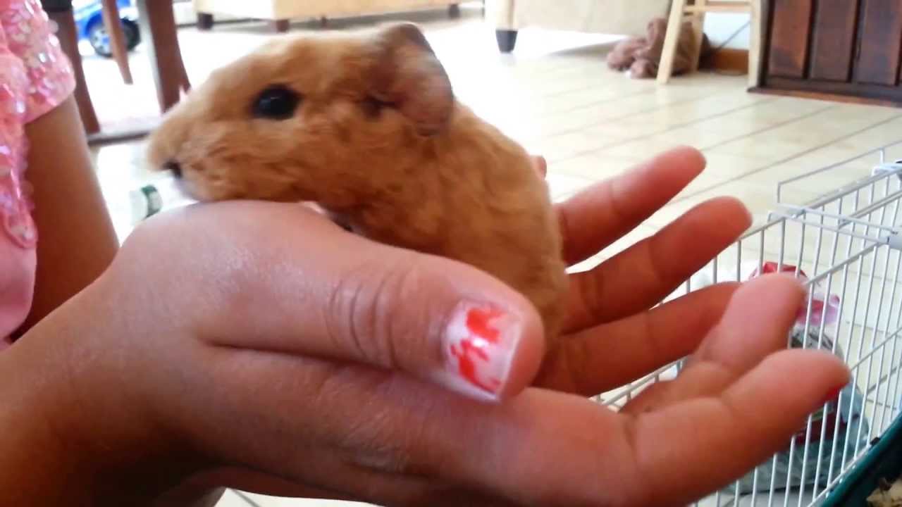 Adorable newborn Guinea pigs few hours old.