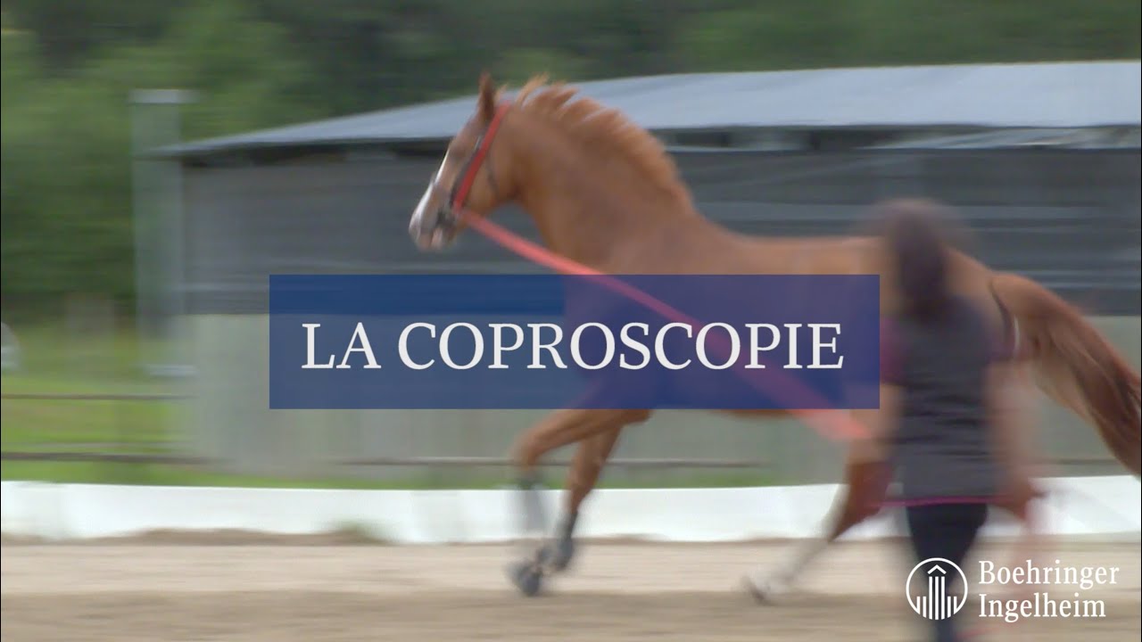 Minute Santé Boerhinger - La Coproscopie