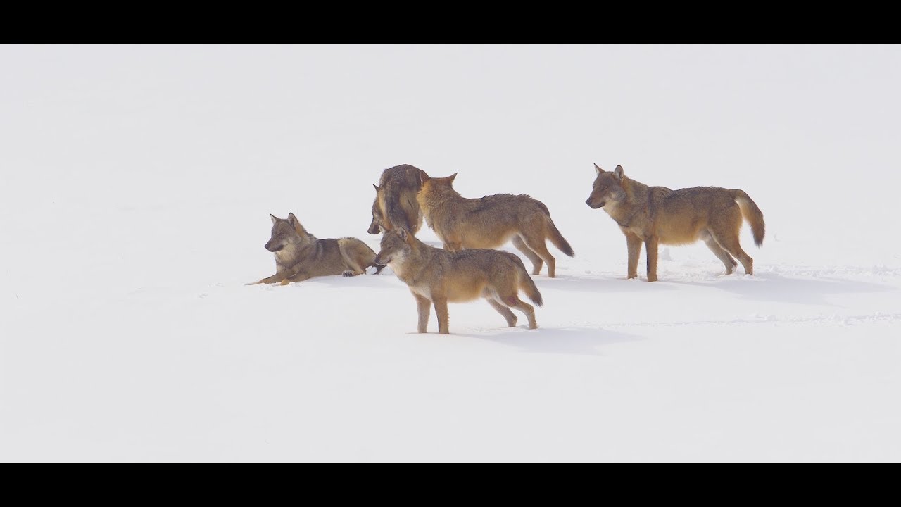 Video Contest 1 - WILD WONDERS di PAOLO FORCONI