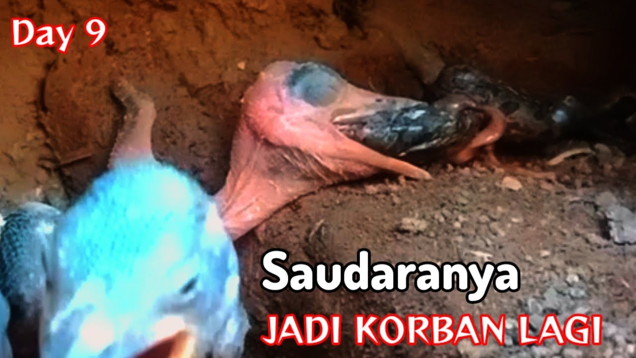 KELAPARAN‼️Burung Kecil Jadi Korban .(Day 9). 